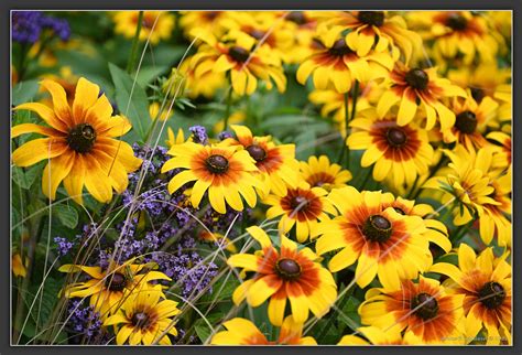 Flowers outside the Mount Royal Chalet in Montreal | Nikon Cafe