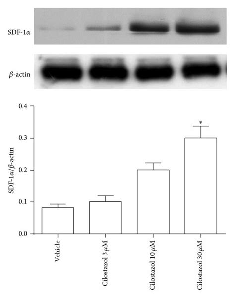 Stimulating Effect Of Cilostazol On The Expression Of Sdf Cxcr