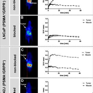 Whole body coronal μPET imaging of athymic male nude mice bearing