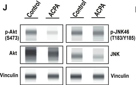 Humanmouse Phospho Akt S473 Pan Specific Antibody Mab887 Randd Systems