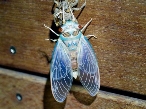 In Pictures A Cicada Sheds Its Skin