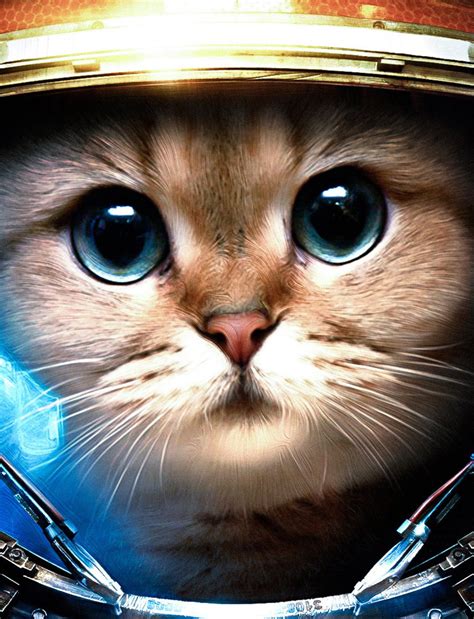 Space Cats Wallpaper Iphone