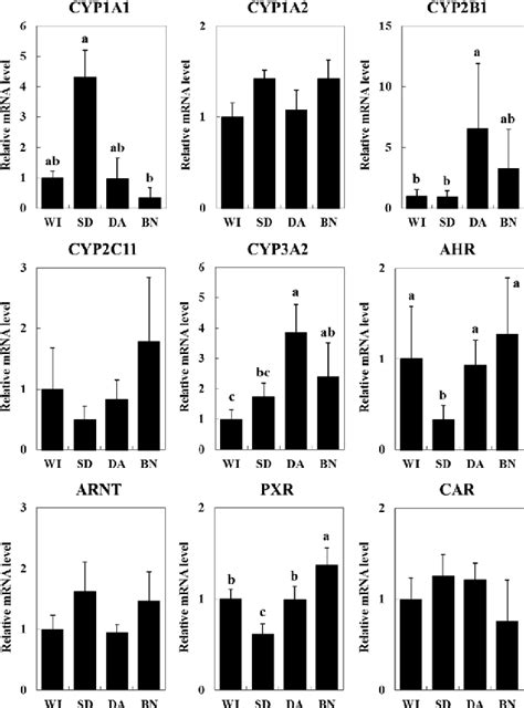 Figure 1 From Strain Differences In Cytochrome P450 MRNA And Protein