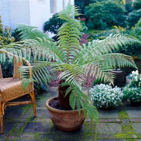 Dicksonia Antarctica Soft Tree Fern Free Uk Delivery