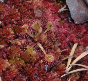 Plantas carnívoras por sus trampas las conoceréis EL BLOG DE LA TABLA