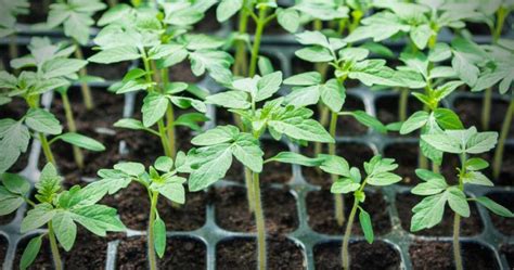 Tomato Seedlings