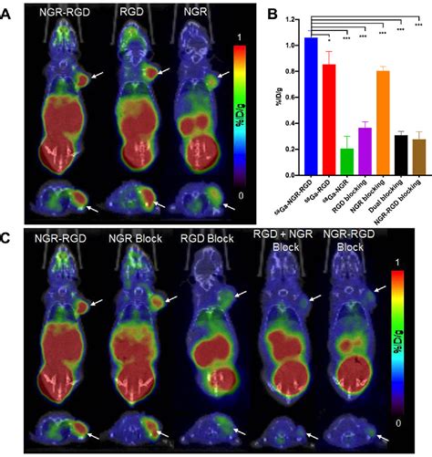 Figure From Evaluation Of An Integrin V And Aminopeptidase N Dual