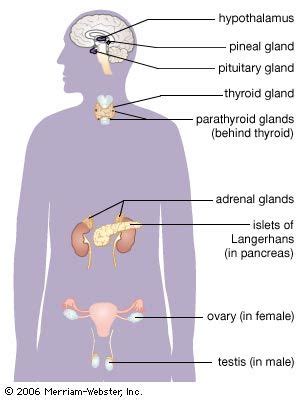 Human Endocrine System Hormones Glands Hyperfunction Britannica