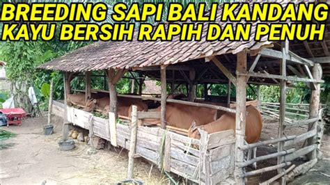 Breeding Sapi Bali Kandang Kayu Bersih Rapih Hampir Penuh Youtube