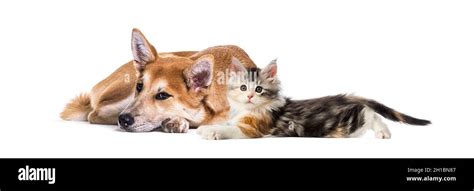 Can A Cat And Dog Crossbreed