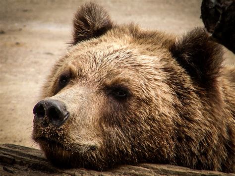 Bear Brown Snout - Free photo on Pixabay