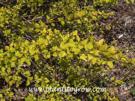 Tiny Wine Gold Ninebark Physocarpus Plants To Grow Plants Database