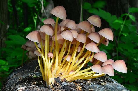 Helmovka Lutonoh Mycena Renati Qu L Ohoubach Cz