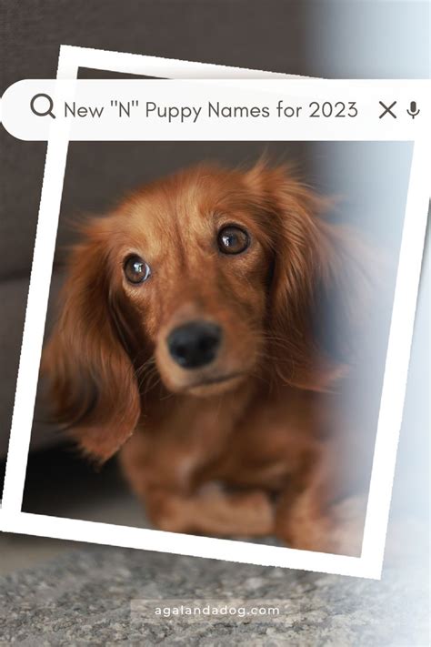 Unique N Puppy Names for 2023 - Best Dog Names | Dog names, Best dog ...