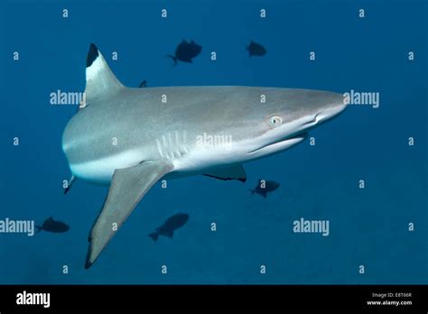 Blacktip Reef Shark Carcharhinus Melanopterus With Niger Trigger