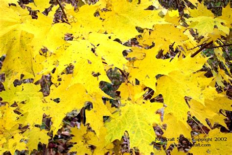 Arnold Arboretum: Fall