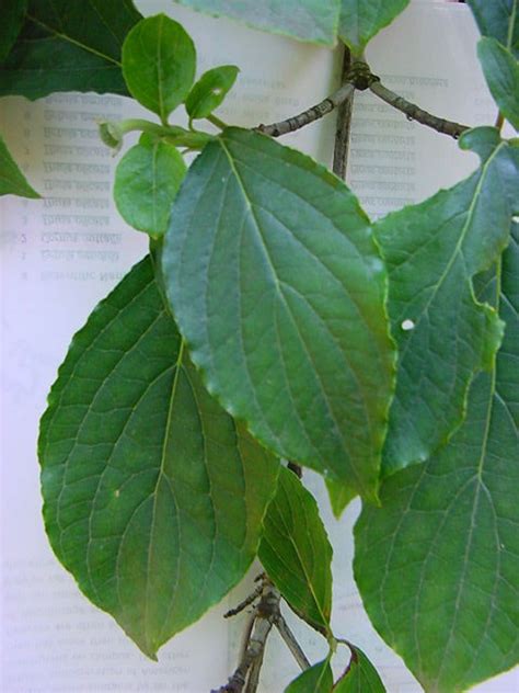 Pacific Dogwood Leaves Offer Discounts | www.pinnaxis.com