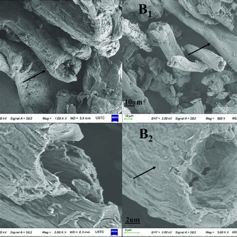 SEM Micrographs Of A1 A2 MCC And B1 B2 MCC G LMA The Position