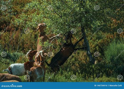 Rebanho Das Cabras Que Pastam Na Rvore Frondosa Verde Foto De Stock