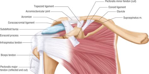 Shoulder Injury Case Settlement Values For Torn Rotator Cuffs Brauns