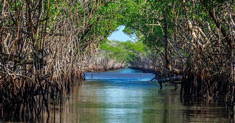 Mangrove Planting Explained The Word Forest Organisation