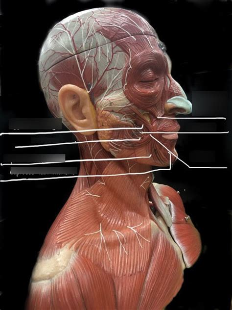 Face Muscles Side View Diagram Quizlet