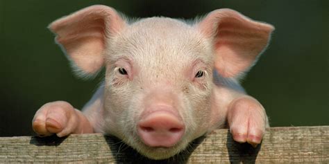 The Pig War - An Odd Conflict in American History | Sporcle Blog