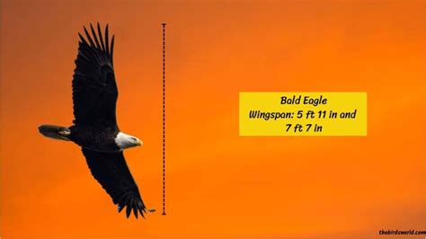 Wingspan Of All Eagles Explained And Compared With Others