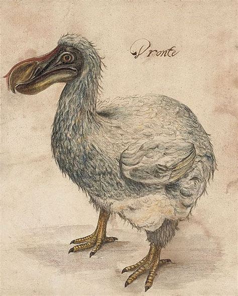 The Enigmatic Dodo Bird: A Fascinating Tale of Extinction