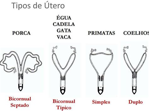 Sistema Reprodutor Feminino Anatomia