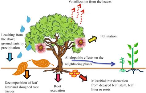 2 Release of allelochemicals from plant through certain ways (Compiled:... | Download Scientific ...