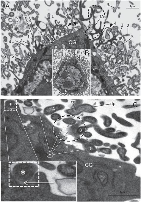 SciELO Brasil Bacteria Arise At The Border Of Mycoplasma Infected