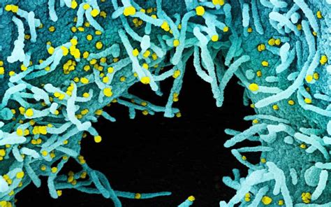 The Mutation Making Sars Cov Milder