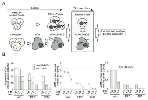 In Vitro Generation Of Effector T Cells E And Co Culture With Ld Bcg