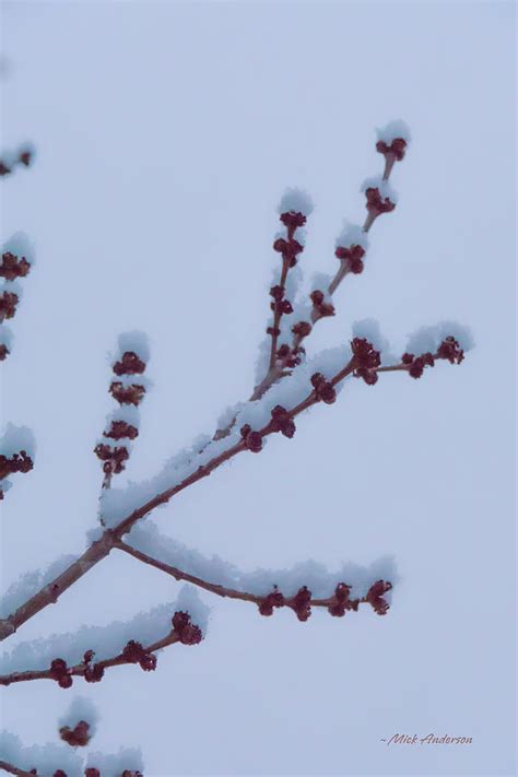 Maple Twigs In Winter Photograph By Mick Anderson Fine Art America