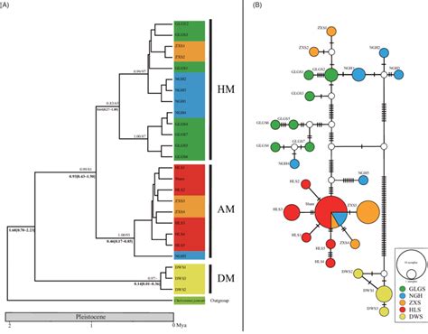 A Ultrametric Tree Showing Phylogenetic Relationships And Divergence