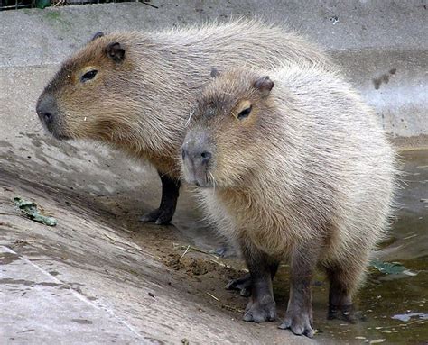 Capybara - A-Z Animals