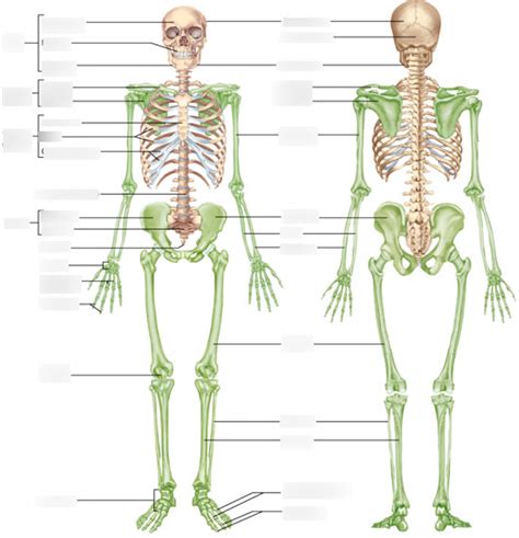 Skeletal System Chpt Diagram Quizlet