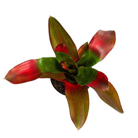 Уход за бромелиевыми | Уход за растениями