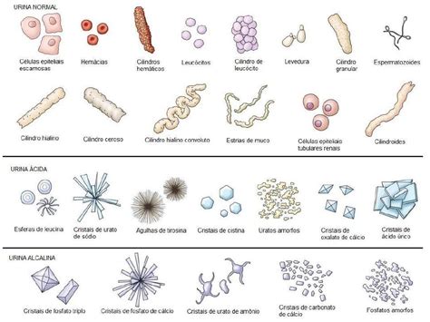 O Que São Leucócitos Na Urina - Leucócitos Numerosos Na Urina - BRAINCP