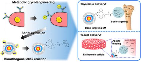 Bone Targeting Exosome Mimetics Engineered By Bioorthogonal Surface