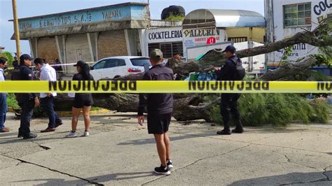 Repartidor de agua murió aplastado por un árbol en el centro de