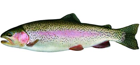 Png Trout Transparent Troutpng Images Pluspng