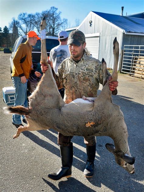 Dnr Releases Preliminary Deer Harvest Numbers For 2015