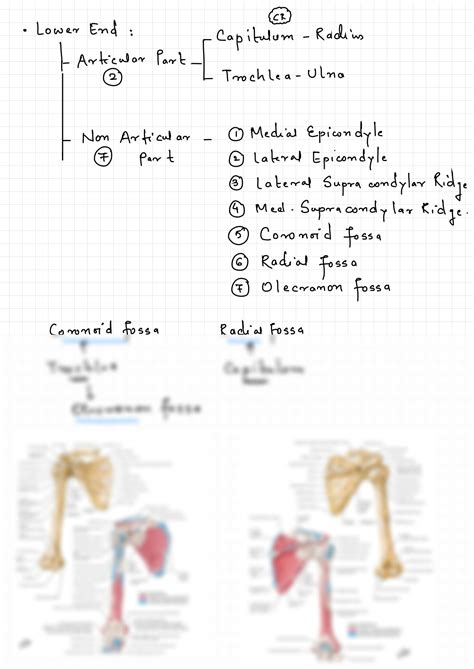 SOLUTION Humerus Bone And Attachments Flow Chart Anatomy Full Notes