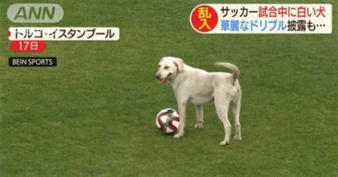 なぜスポーツの試合に犬が乱入するのか｜ふじこ