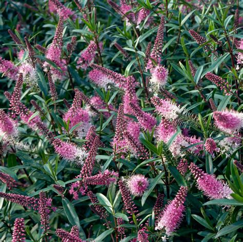 Buy Hebe Plants Shrubs Hebe Hedging Hopes Grove Nurseries Uk