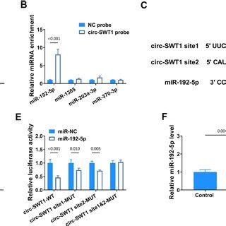 Circ Swt Acts As A Sponge For Mir P A Rip Assay Was Conducted In