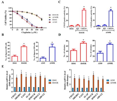 Ijms Free Full Text Targeting The Srebp Hsa Mir Scap Fasn