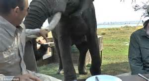 Elephant Rams Its Tusks Into Tourists At Zimbabwe S Mana Pools National